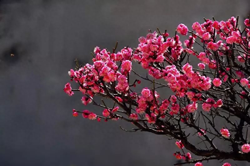 十首梅花诗词,惊艳了整个冬天