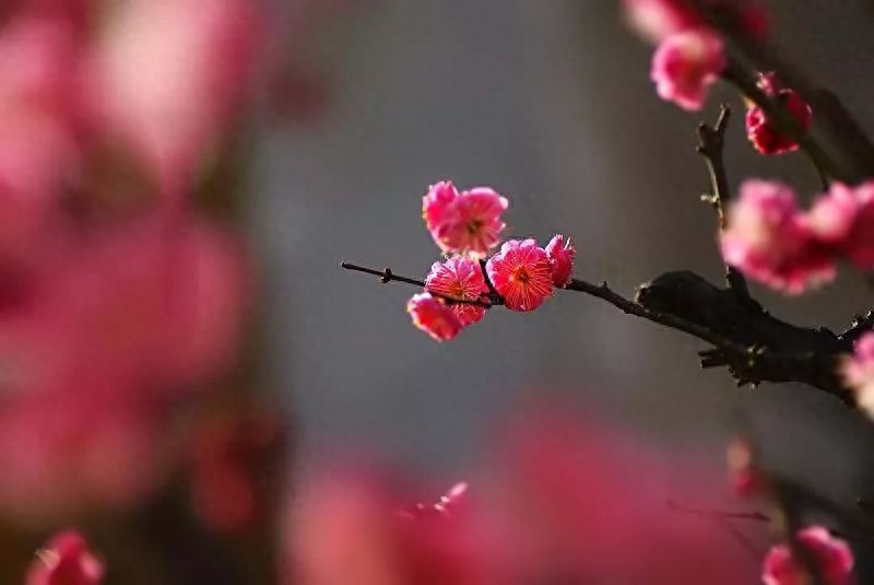 十首梅花诗词,惊艳了整个冬天