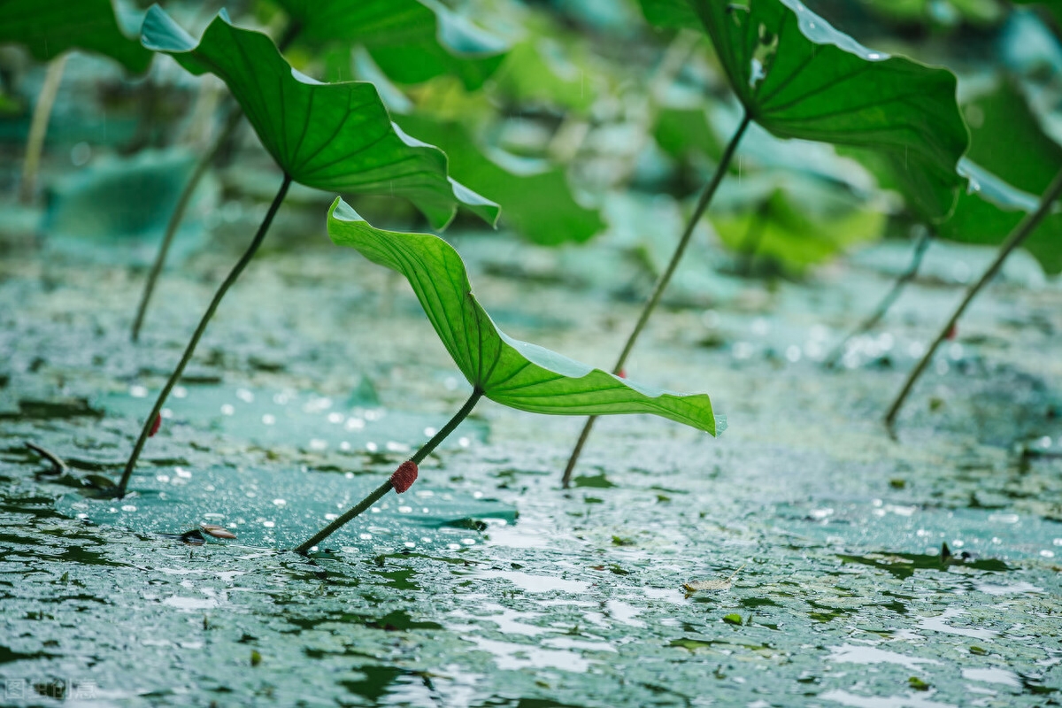 雨的经典诗词