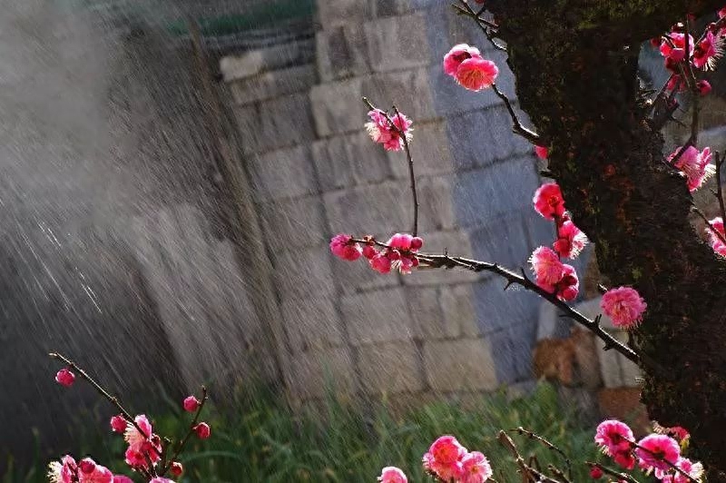 十首梅花诗词,惊艳了整个冬天