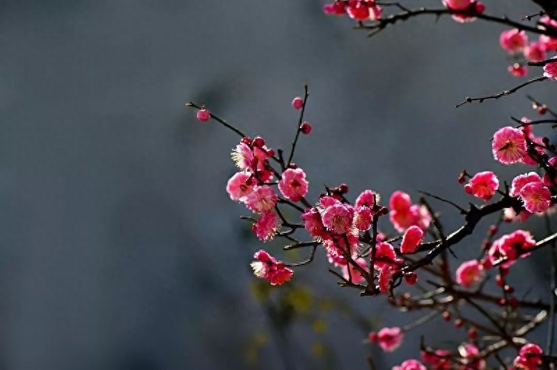 十首梅花诗词,惊艳了整个冬天