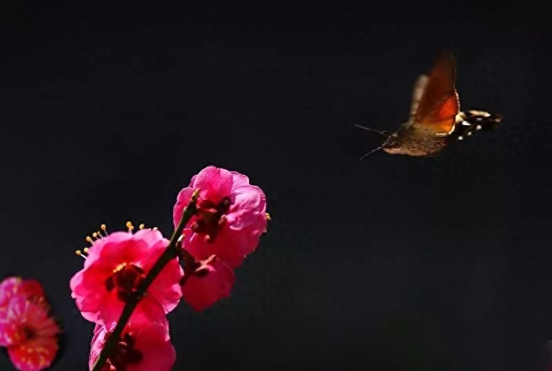 十首梅花诗词,惊艳了整个冬天