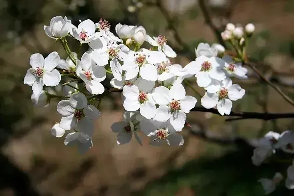 与梨花有关的优美古诗词