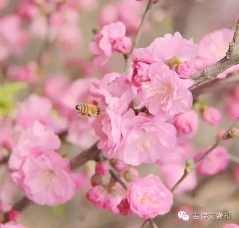 《刘禹锡·竹枝词·山桃红花满上头》原文及翻译