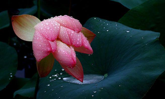 秋雨古诗鉴赏