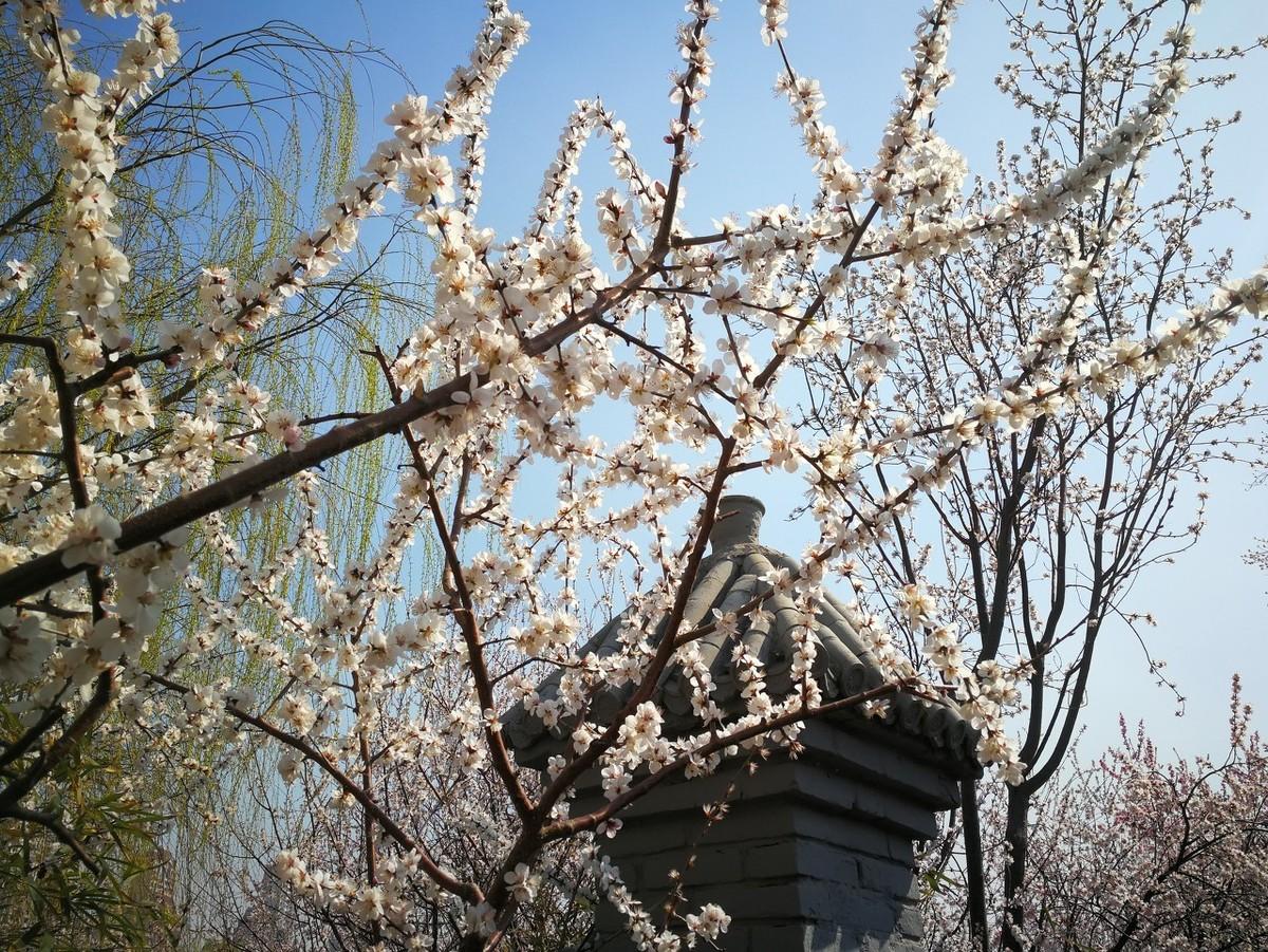 白居易醉赠刘二十八使君原文及翻译