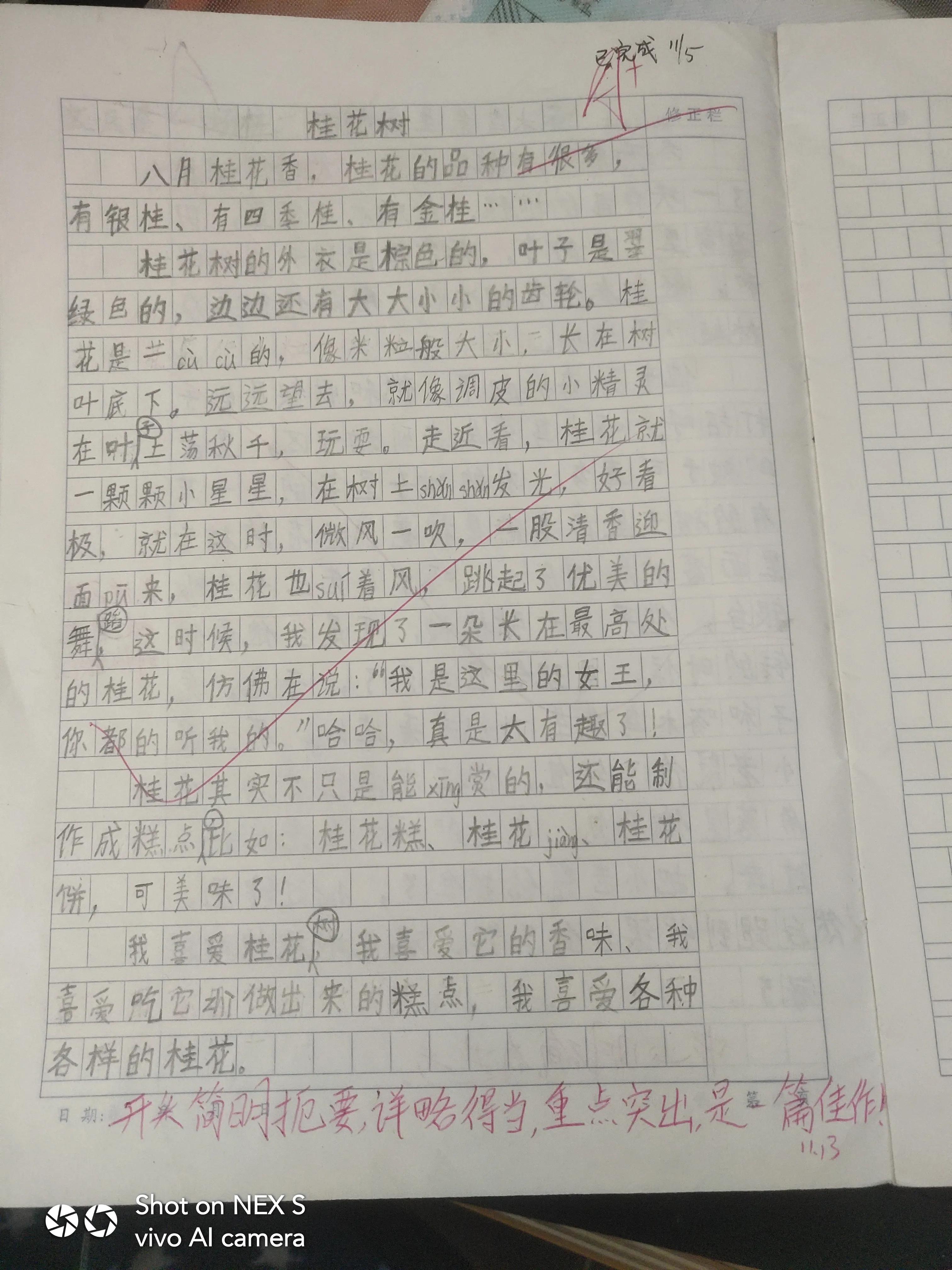 桂花树三年级作文300字