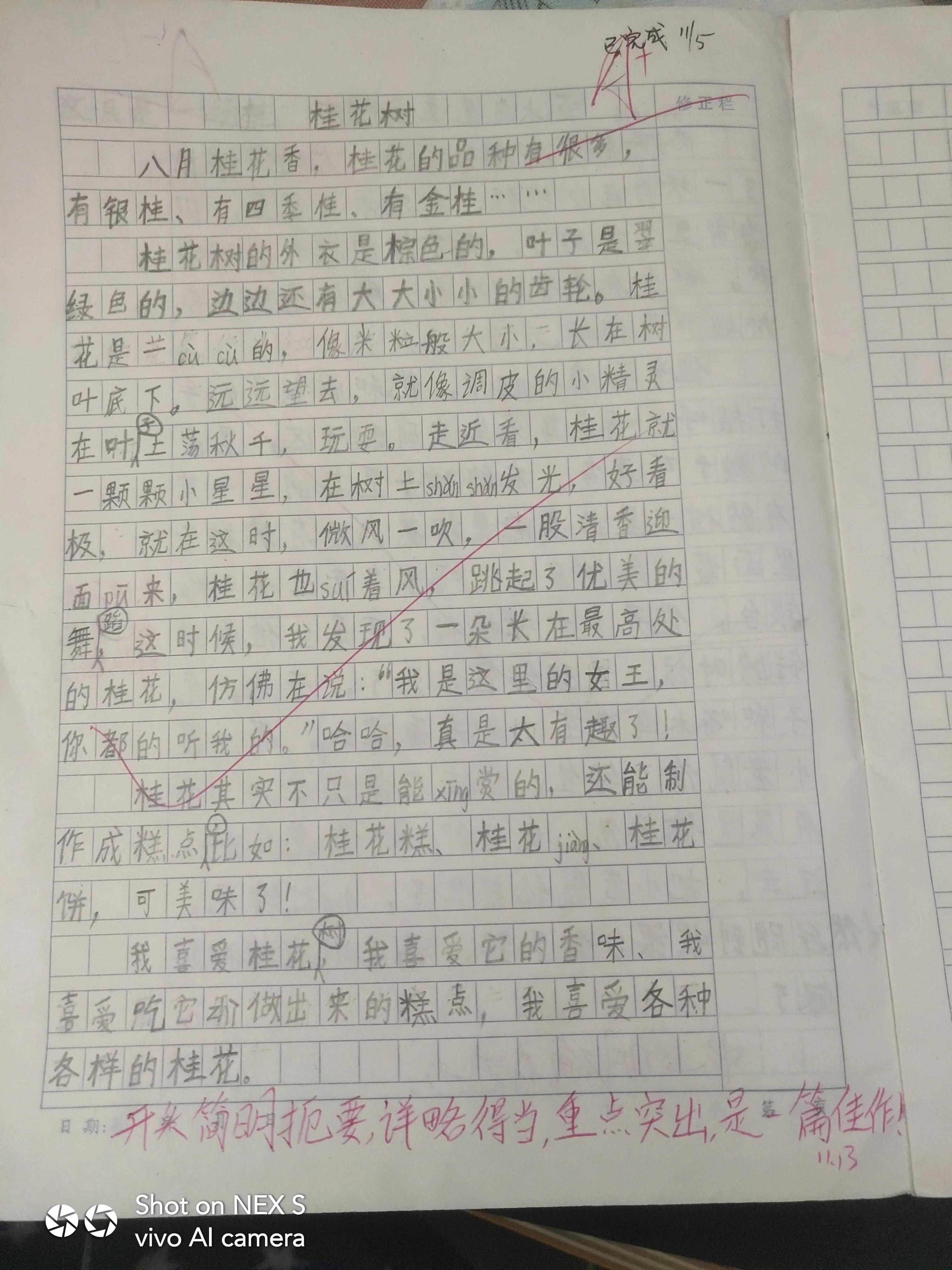 桂花树三年级作文300字