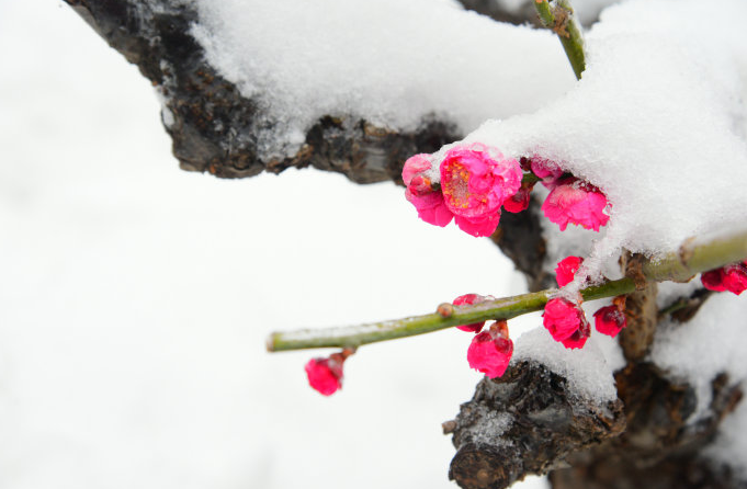 写雪梅的诗词