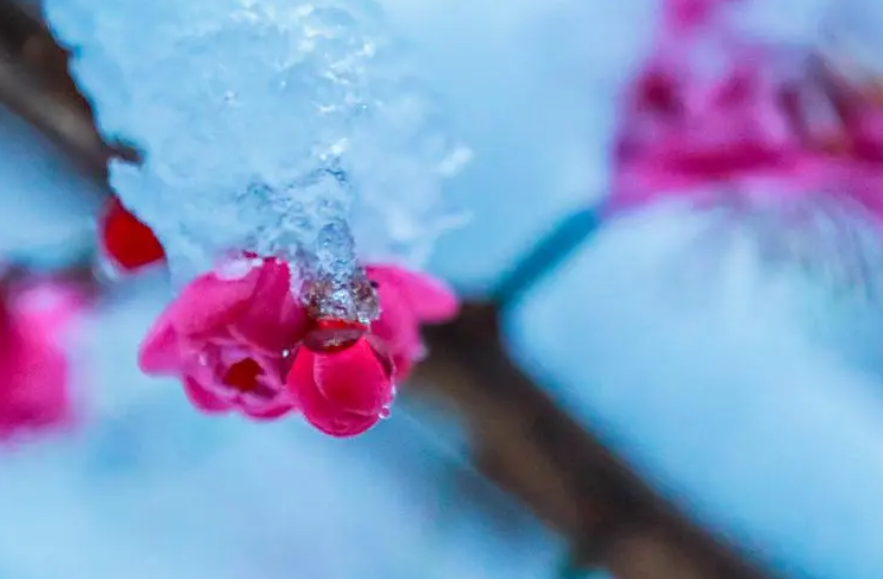 写雪梅的诗词