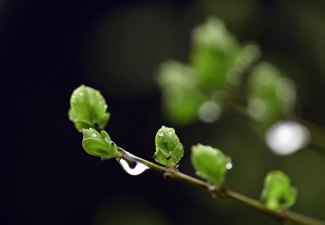 关于雨水时节的诗词