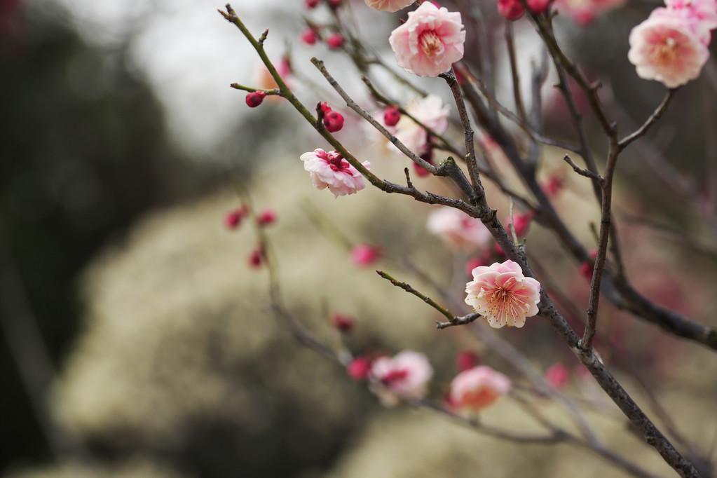 王安石的经典梅花诗词