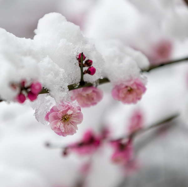 写雪梅的诗词