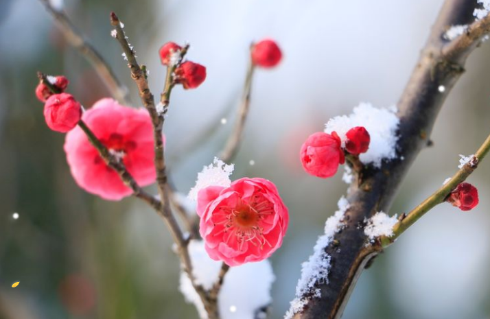 写雪梅的诗词