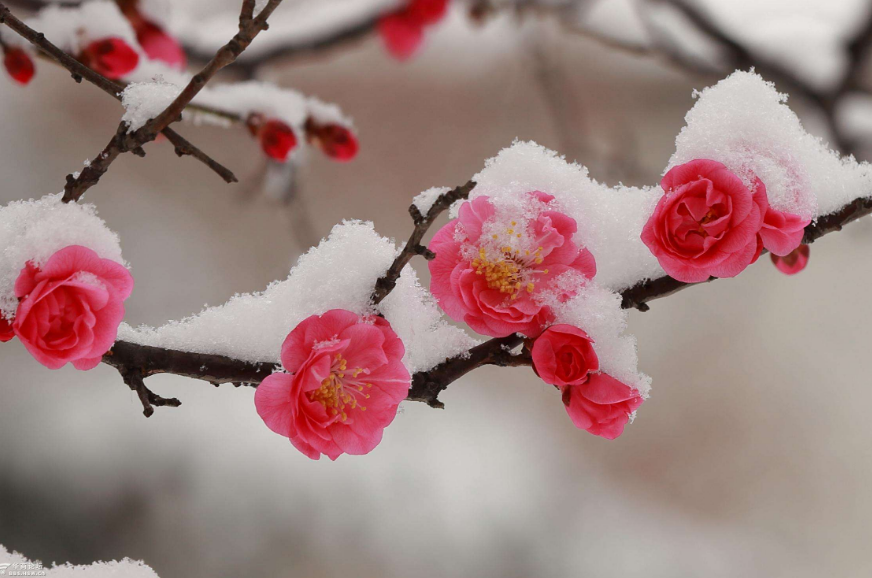 写雪梅的诗词