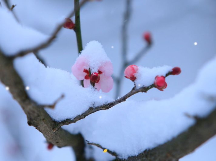 写雪梅的诗词