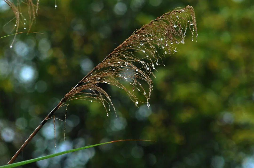 唯美的秋雨诗词