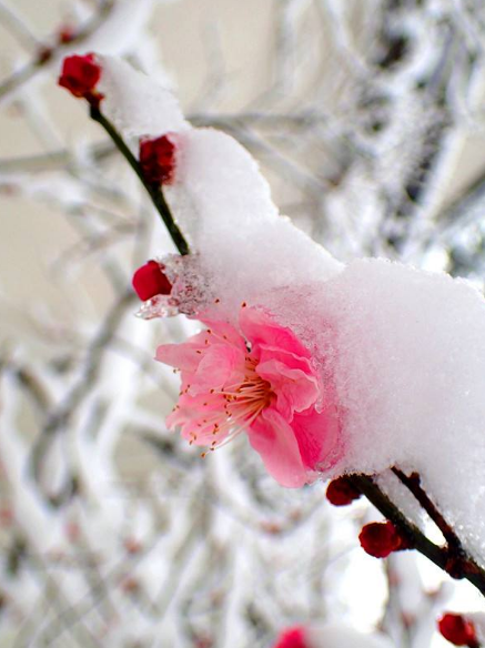 写雪梅的诗词