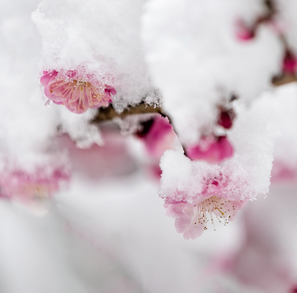 写雪梅的诗词