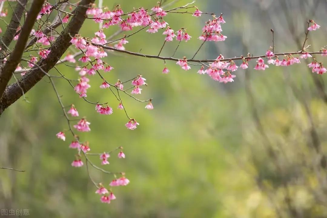 白居易的花非花什么意思