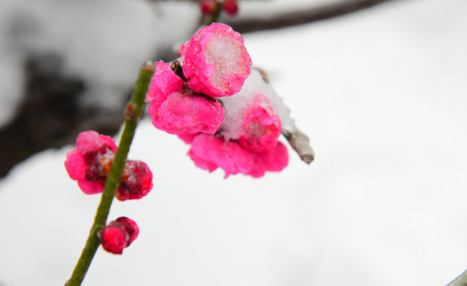 写雪梅的诗词