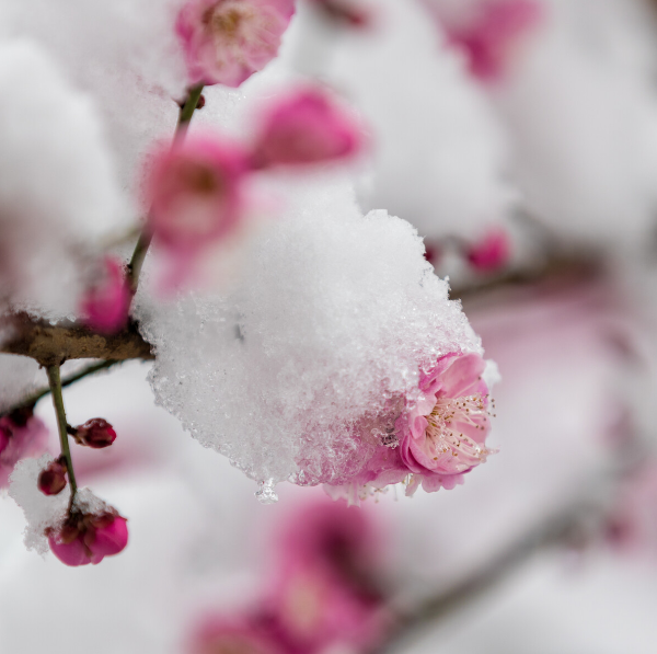 写雪梅的诗词