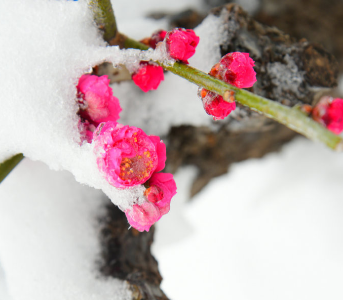 写雪梅的诗词