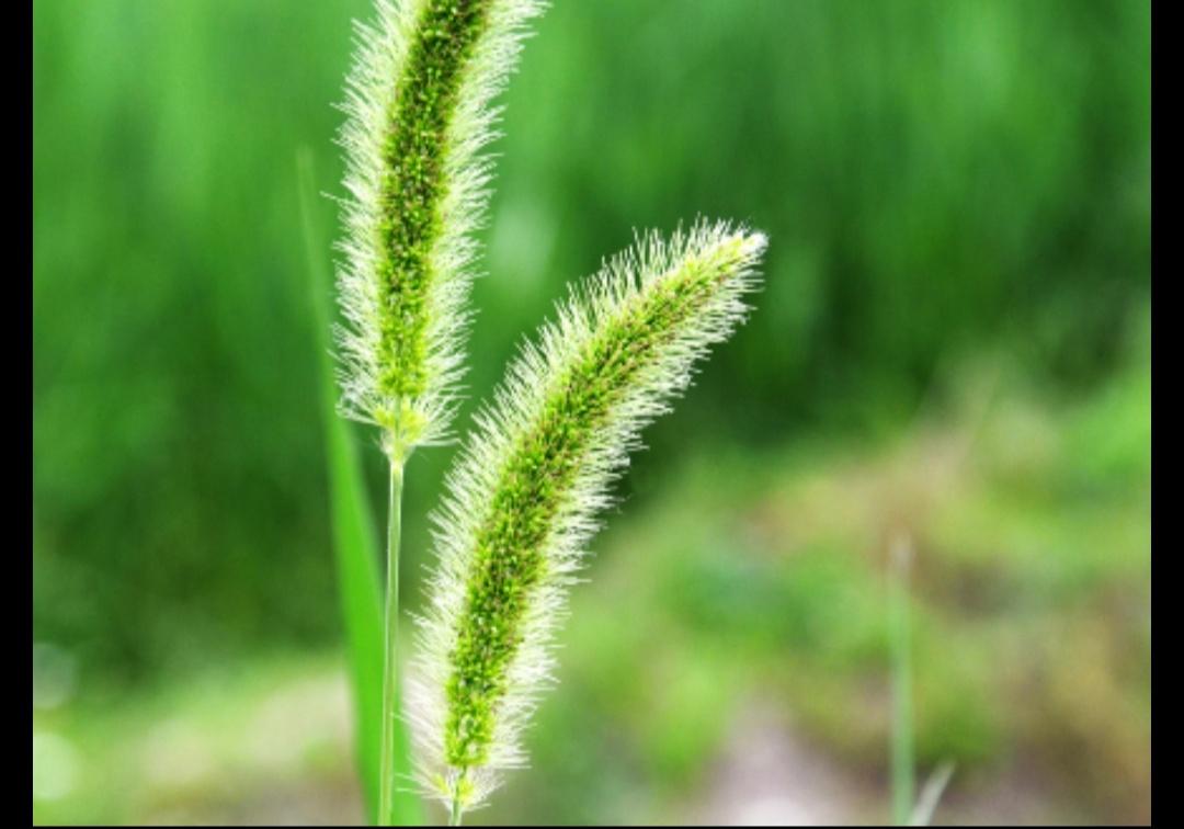 草字诗句飞花令