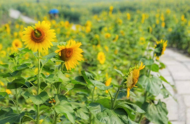 向日葵的花有什么特点?