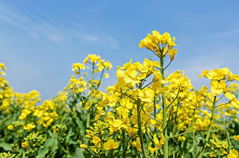 关于菜花的诗句古诗大全