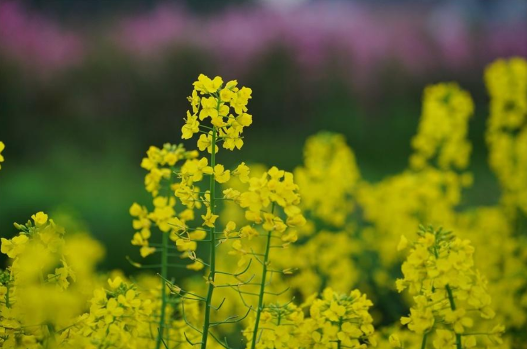 关于菜花的诗句古诗大全