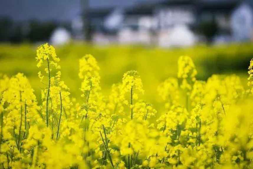 关于菜花的诗句古诗大全