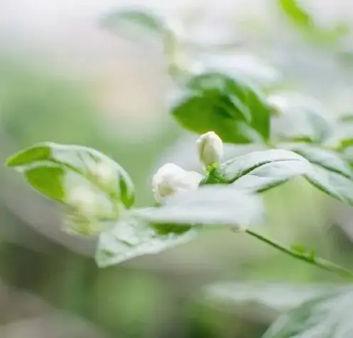 幽默风趣高情商的文案