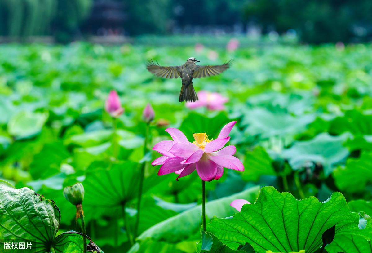 杨万里，初夏小诗《小池》原文及赏析