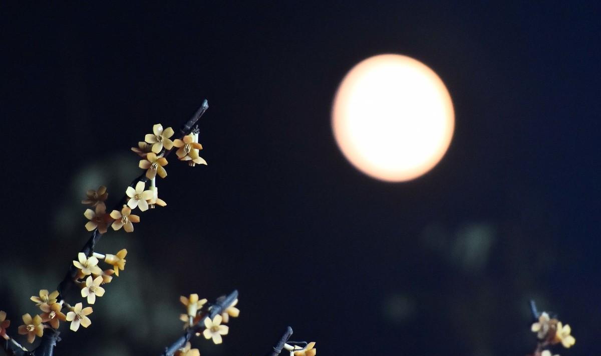 《木兰花慢·可怜今夕月》原文及赏析