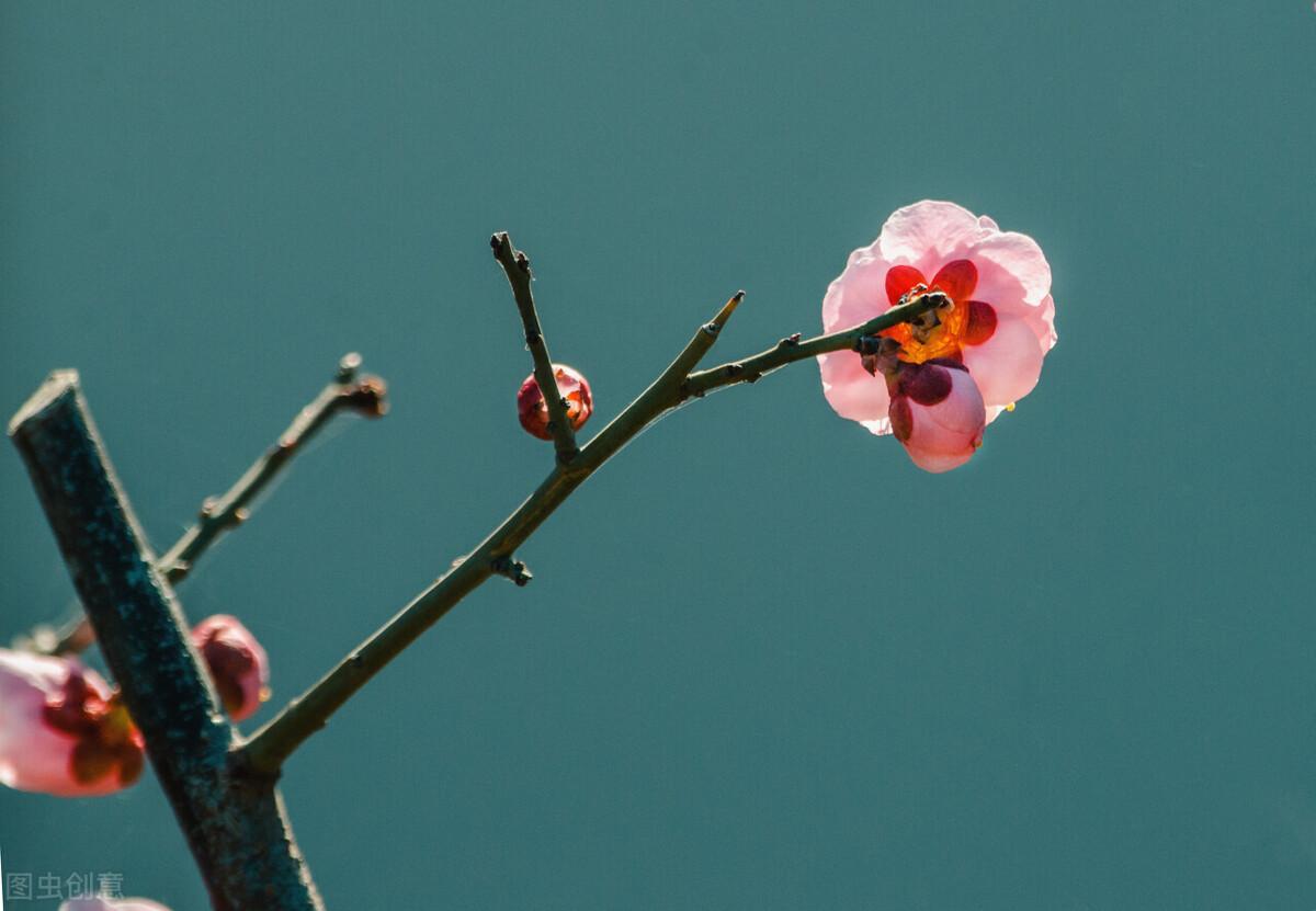 现代诗翻译古诗《梅花》