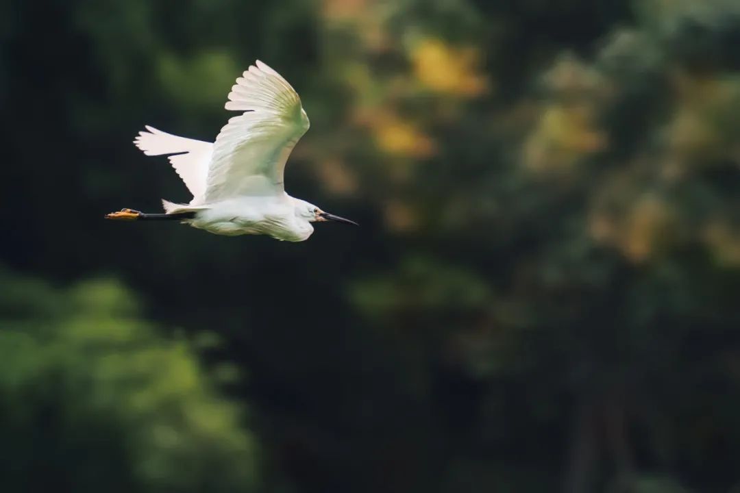 咏物诗词锦集