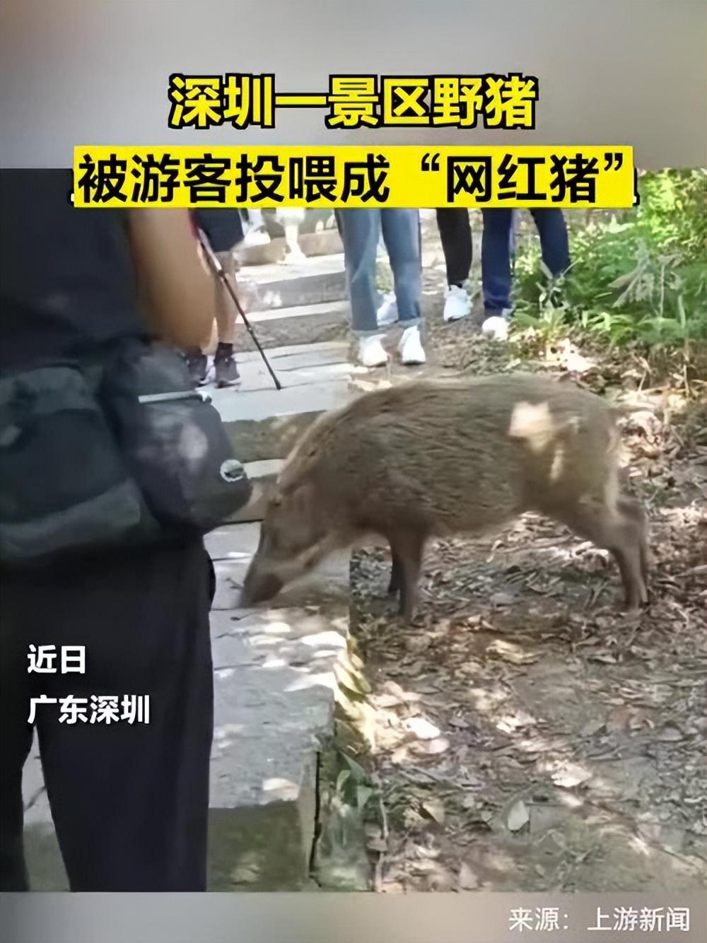 深圳一景区野猪被投喂成网红猪