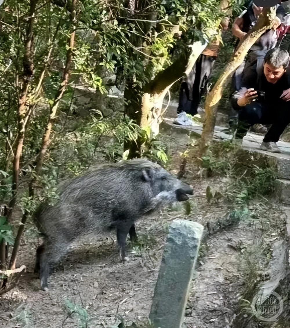 深圳一景区野猪被投喂成网红猪