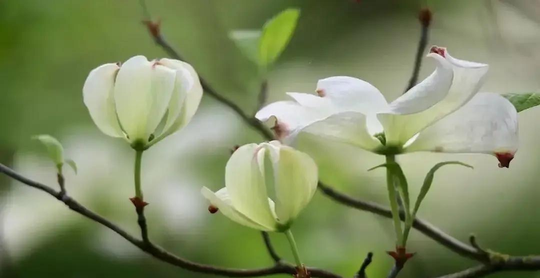 董宇辉经典语录：纵使不敌，也绝不屈服，生命的力量就在于不向逆境低头