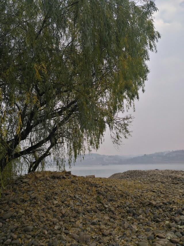 余秋雨闲读梧桐原文