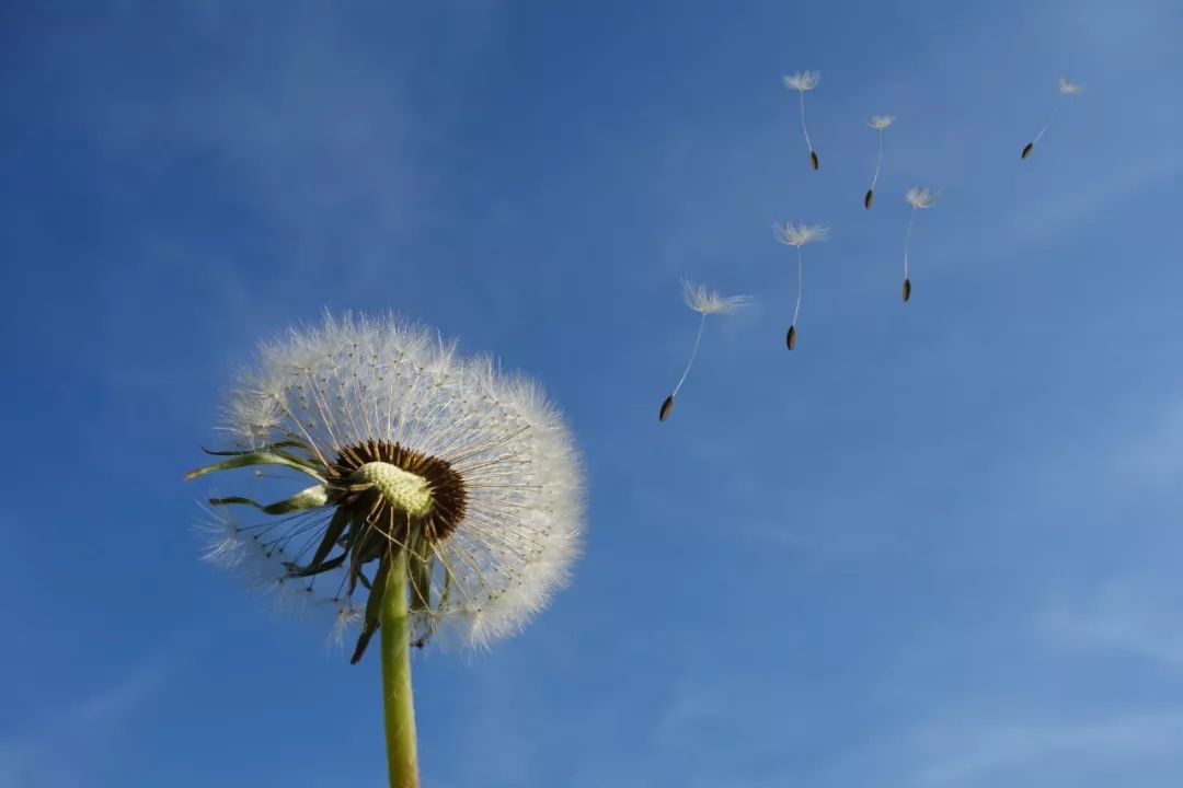 最深情的爱情诗