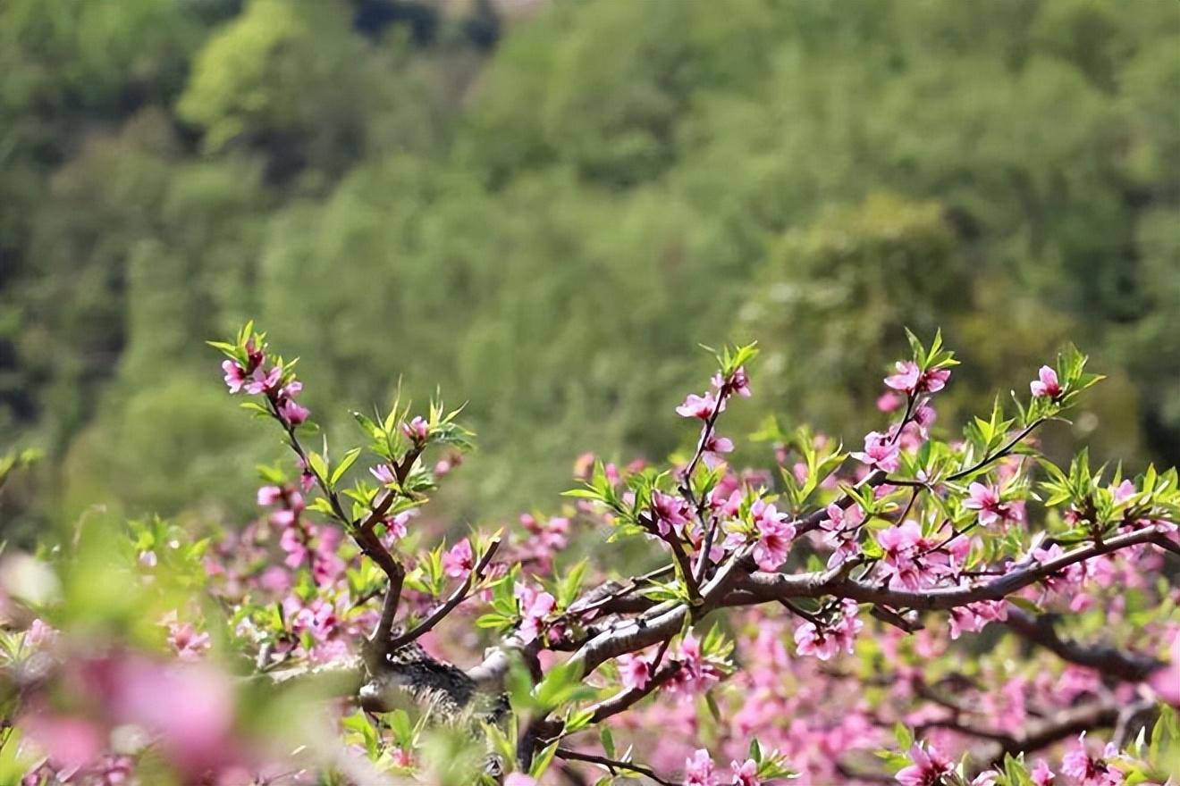 十五首绝美桃花诗