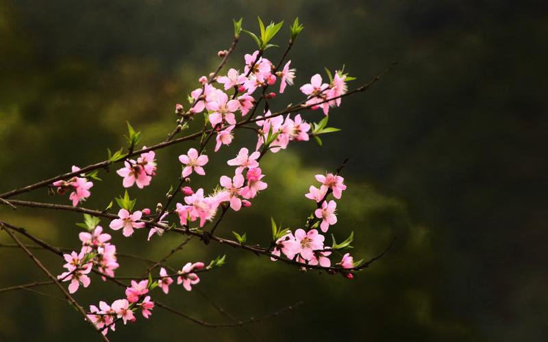 十五首绝美桃花诗