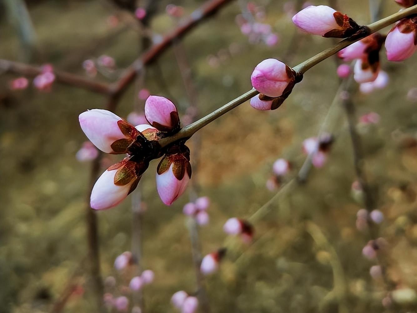 十五首绝美桃花诗