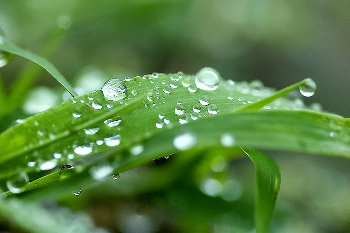 夏日雨后的优美诗词