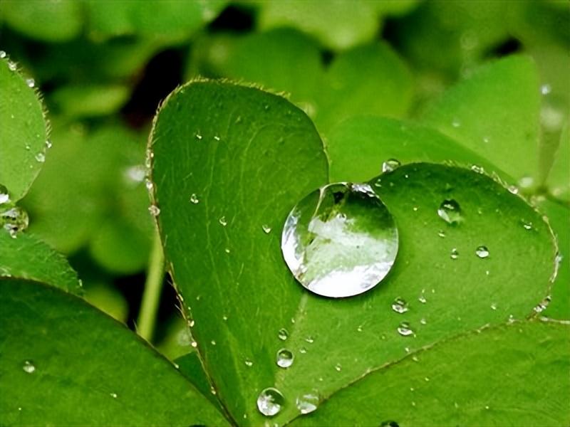 夏日雨后的优美诗词