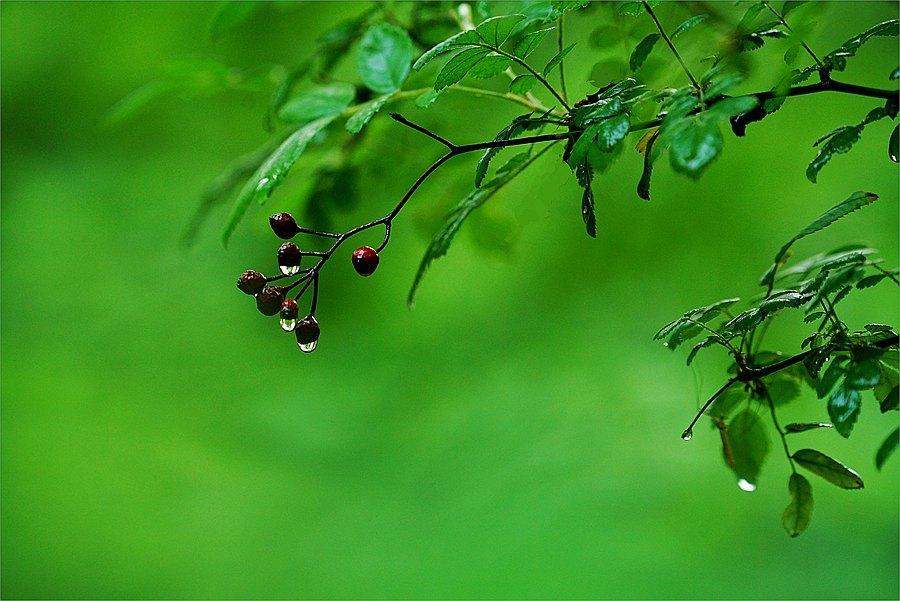 夏日雨后的优美诗词