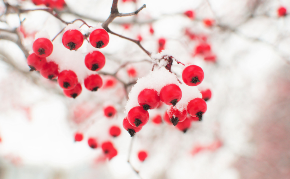 小雪时节的诗词歌赋