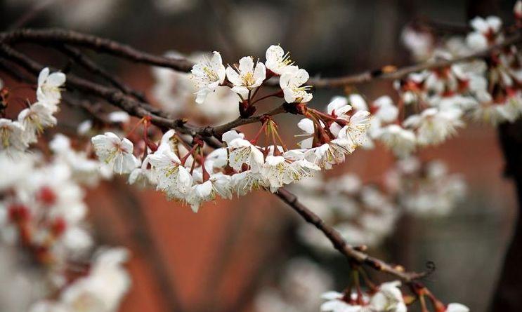 春天樱桃花的诗